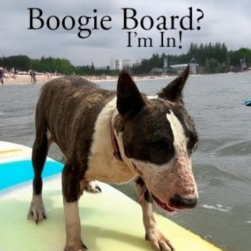 Enlarge Boogie, a Adoptable Bull Terrier in Palm Desert, CA image 1/1