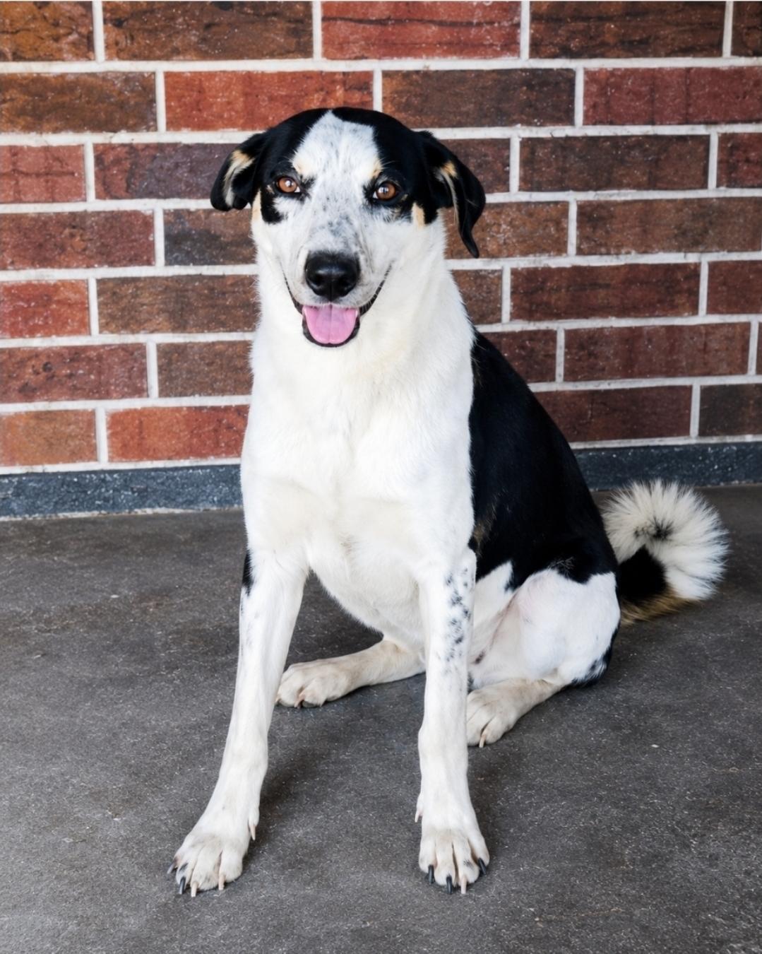 Enlarge MIA, a Adoptable mixed breed in Pittsburgh, PA image 1/6
