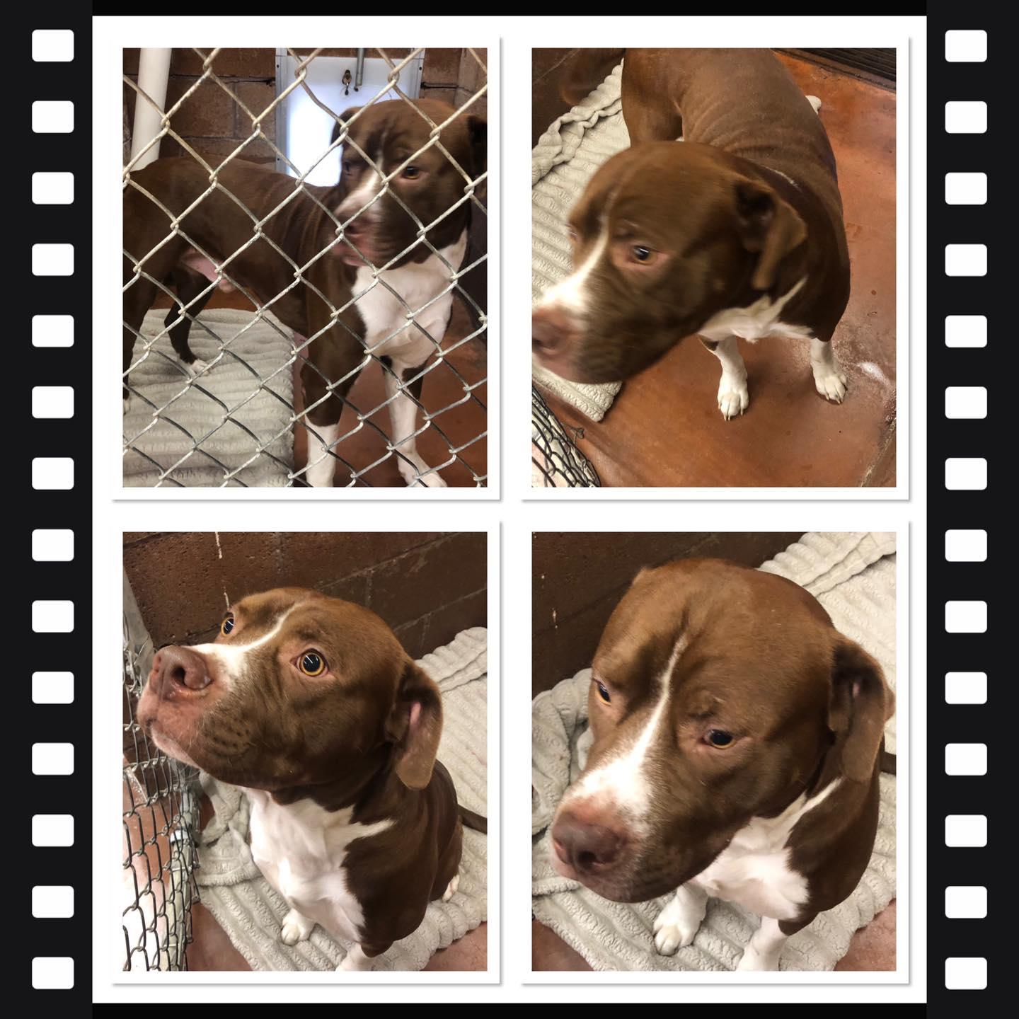 DROOLIUS CAESAR, ADOPTABLE, Adult Male American Bulldog & American Staffordshire Terrier.