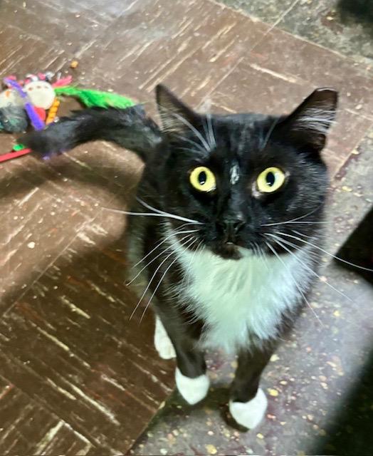 Enlarge KEVIN, a ADOPTABLE mixed breed in Churchville, PA image 6/6