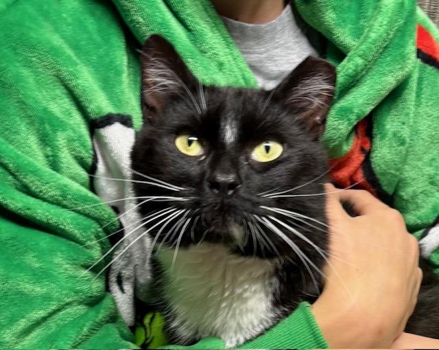 Enlarge KEVIN, a ADOPTABLE mixed breed in Churchville, PA image 5/6