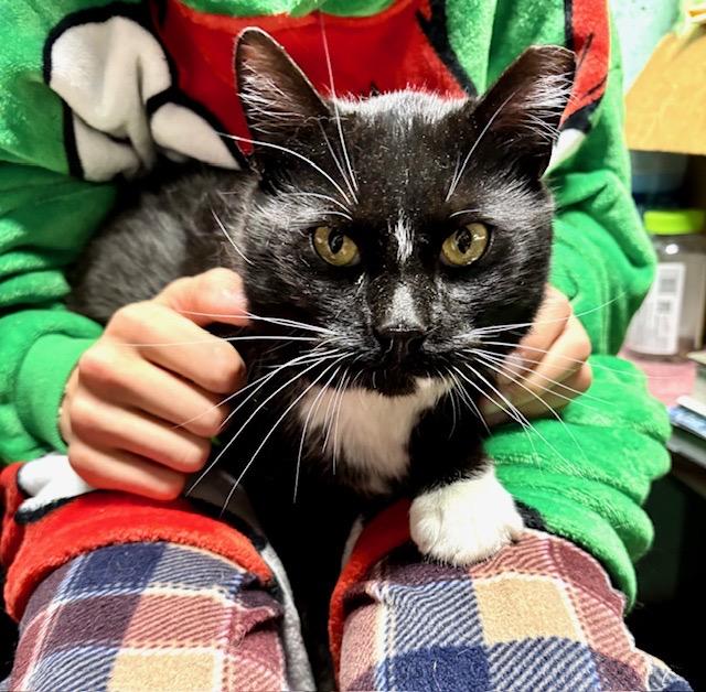 Enlarge KEVIN, a ADOPTABLE mixed breed in Churchville, PA image 4/6