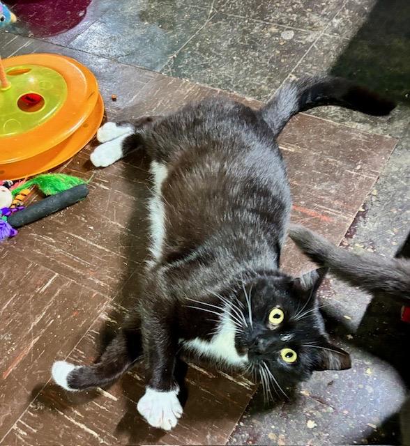 KEVIN, ADOPTABLE, Young Male Tuxedo & Domestic Medium Hair.