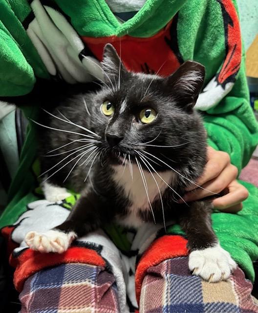 KEVIN, ADOPTABLE, Young Male Tuxedo & Domestic Medium Hair.