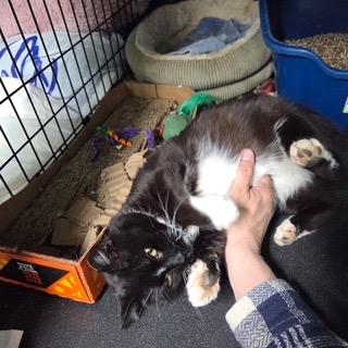 KEVIN, a ADOPTABLE mixed breed in Churchville, PA image 2/2