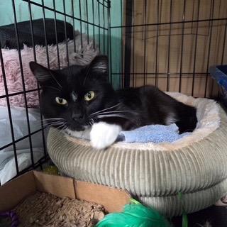 KEVIN, ADOPTABLE, Young Male Tuxedo & Domestic Medium Hair.