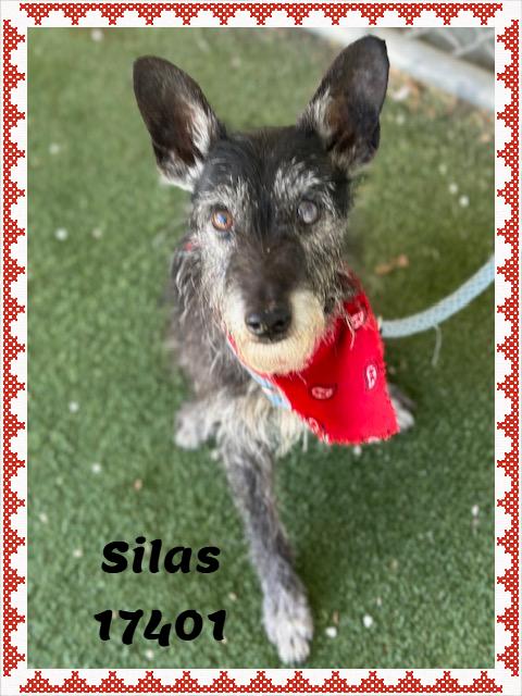 Enlarge SILAS/OLIVER (reclaimed), an adopted mixed breed in Marietta, GA image 3/6