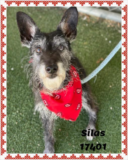 Enlarge SILAS/OLIVER (reclaimed), an adopted mixed breed in Marietta, GA image 2/6