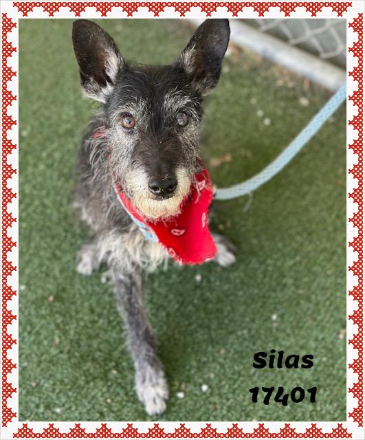 Enlarge SILAS/OLIVER (reclaimed), an adopted mixed breed in Marietta, GA image 6/6