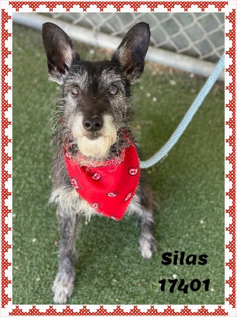 Enlarge SILAS/OLIVER (reclaimed), an adopted mixed breed in Marietta, GA image 4/6