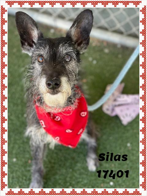 SILAS/OLIVER (reclaimed), adopted, Senior Male Terrier.