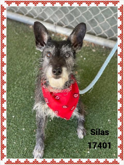 Enlarge SILAS/OLIVER (reclaimed), an adopted mixed breed in Marietta, GA image 5/6