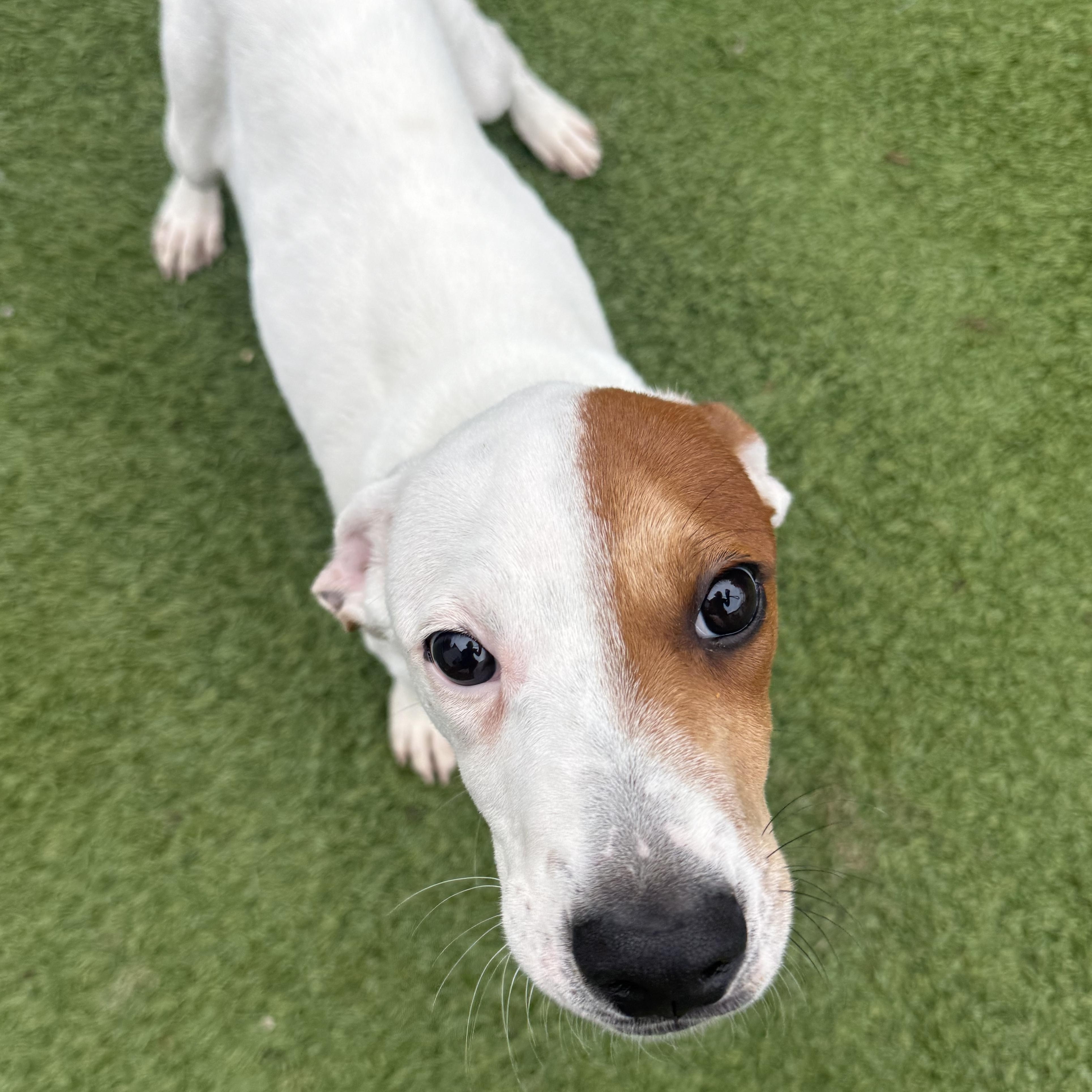 Enlarge Joey, a Adoptable mixed breed in Groton, CT image 4/6