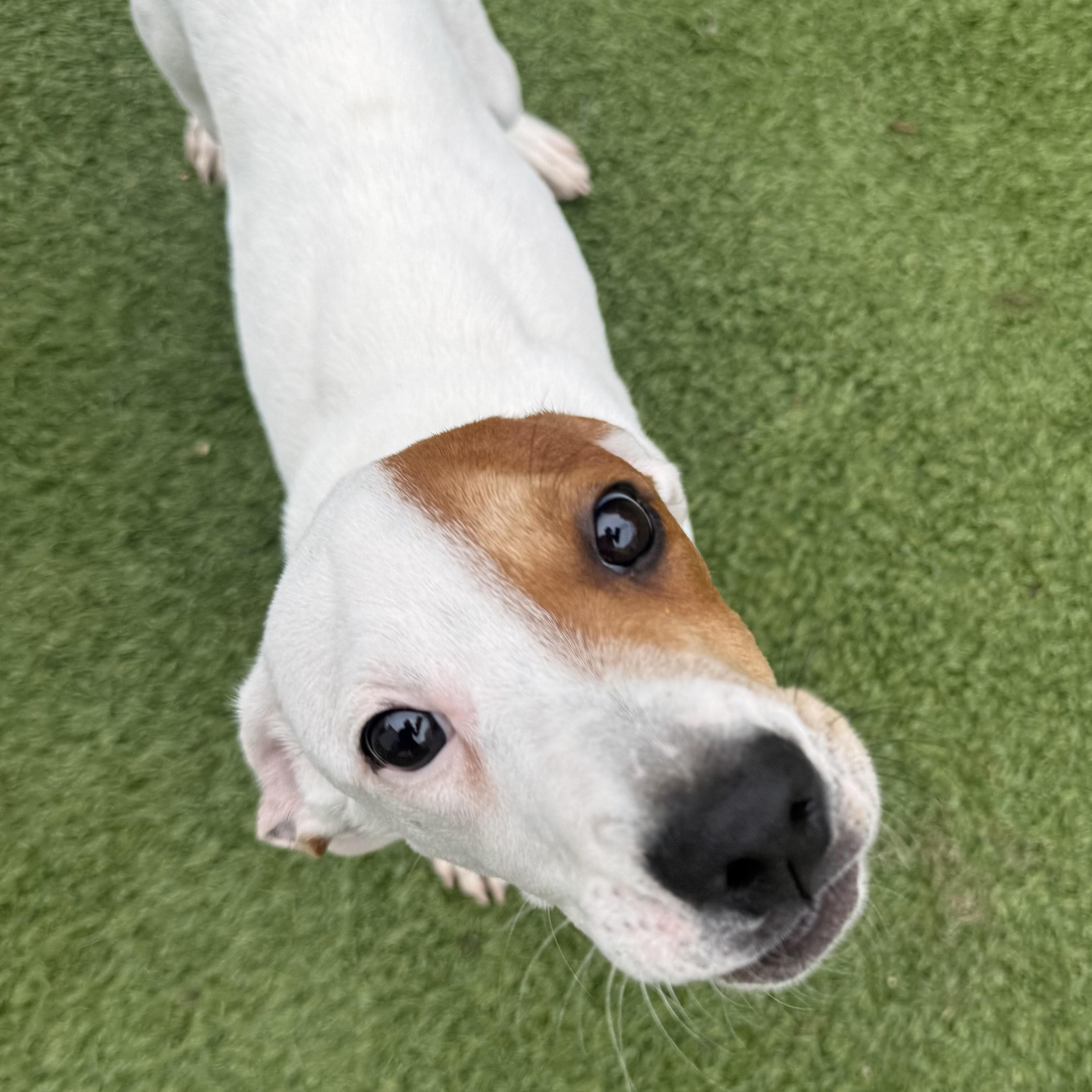 Enlarge Joey, a Adoptable mixed breed in Groton, CT image 2/6