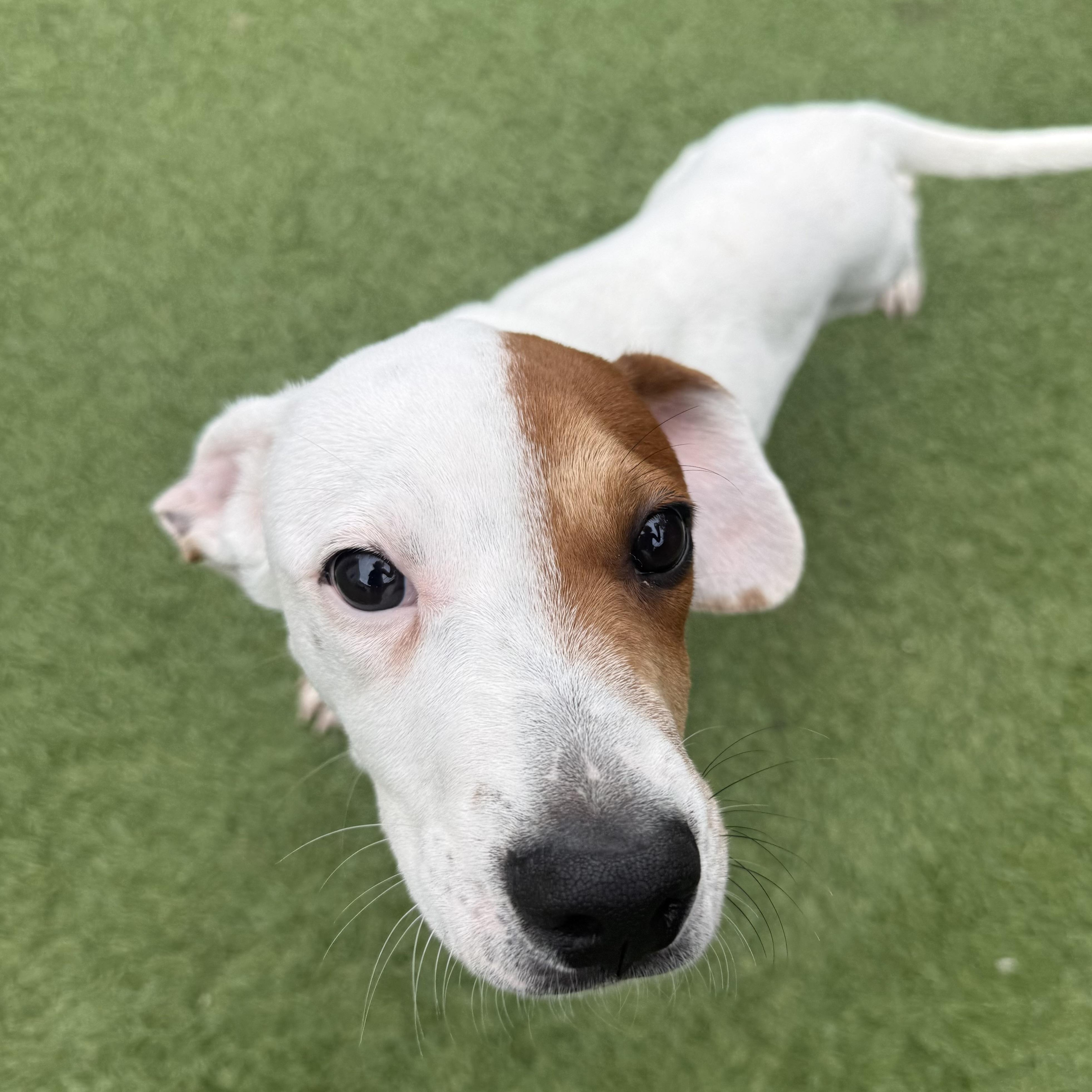 Enlarge Joey, a Adoptable mixed breed in Groton, CT image 1/6