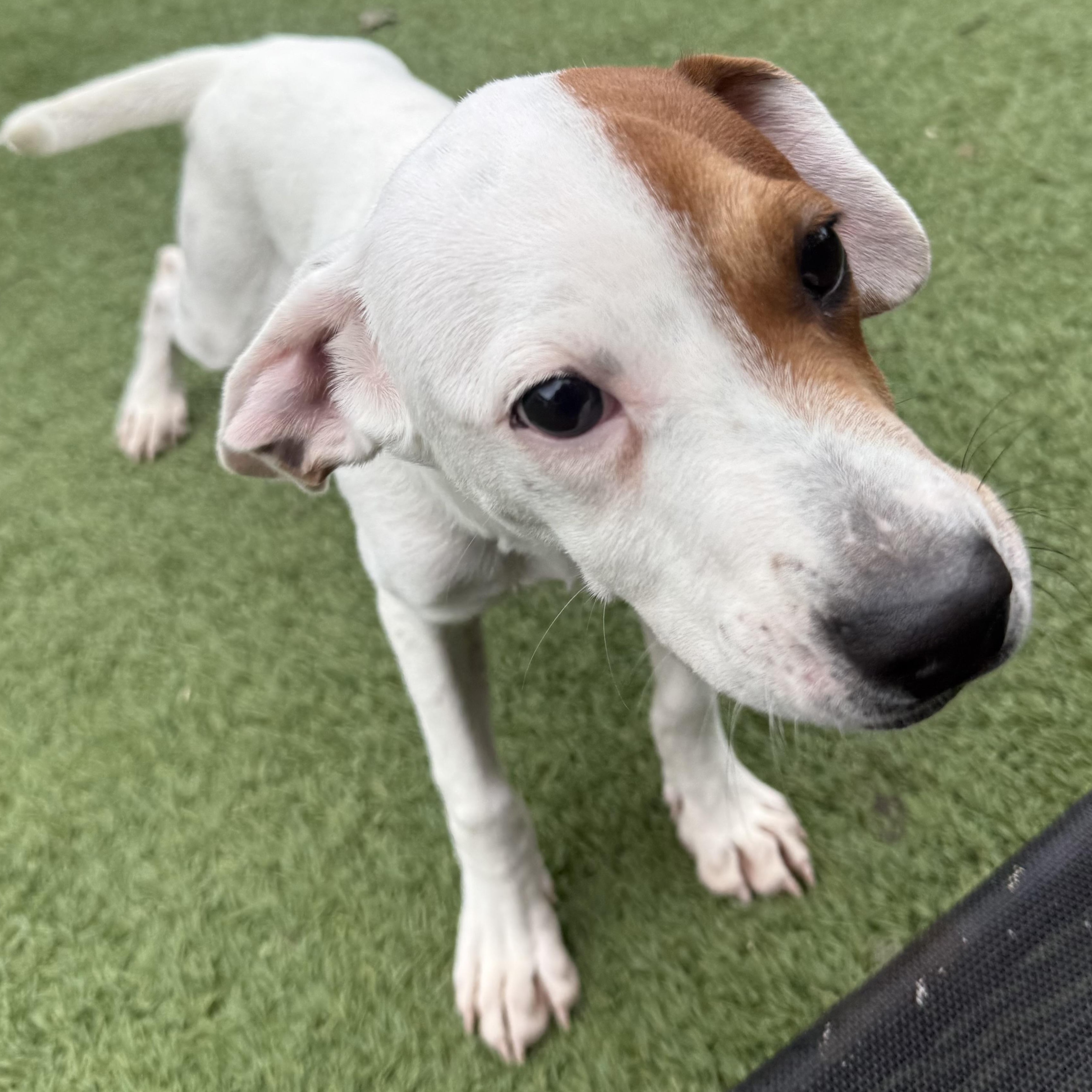 Enlarge Joey, a Adoptable mixed breed in Groton, CT image 6/6