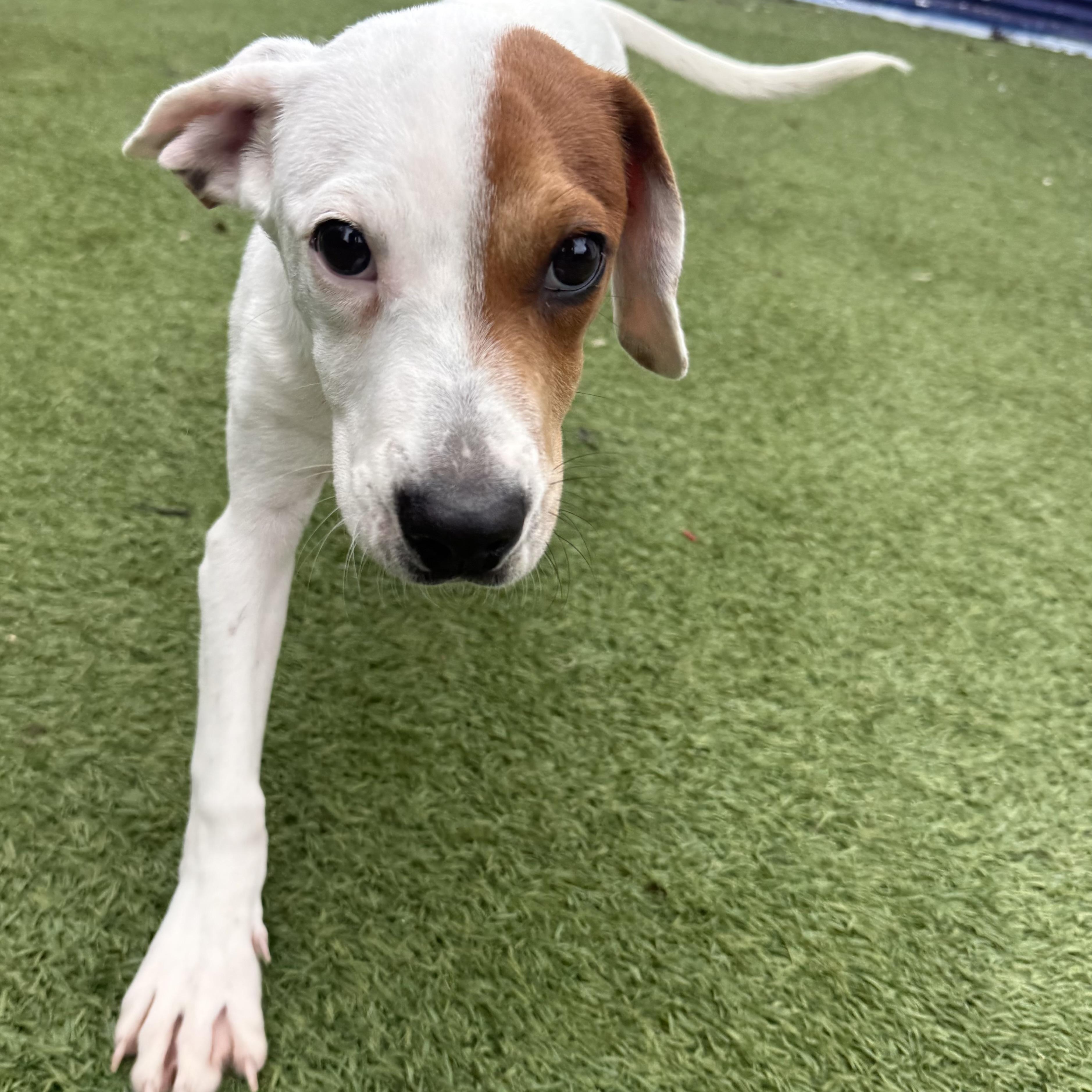 Enlarge Joey, a Adoptable mixed breed in Groton, CT image 3/6