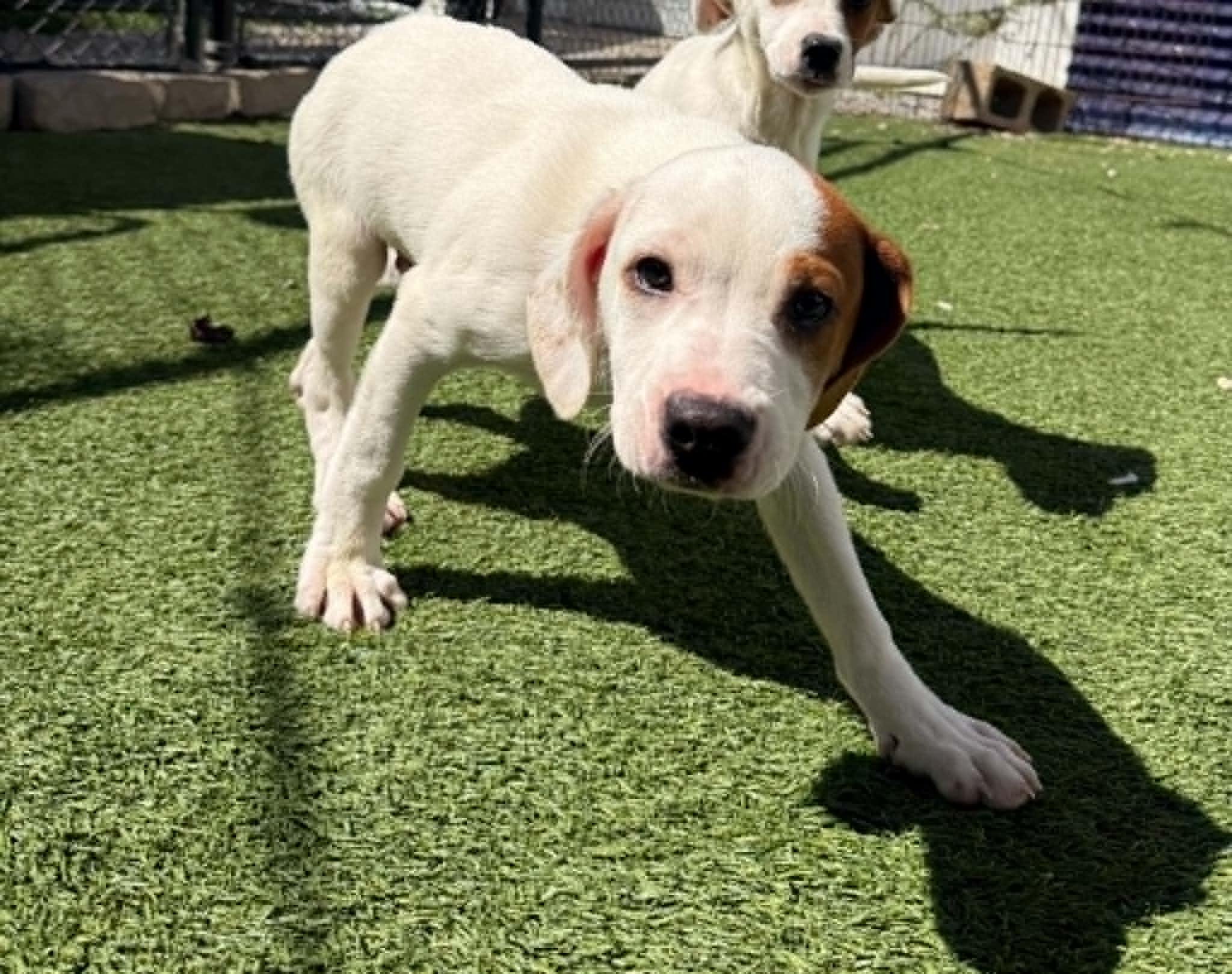 Enlarge Joey, a Adoptable mixed breed in Groton, CT image 1/1