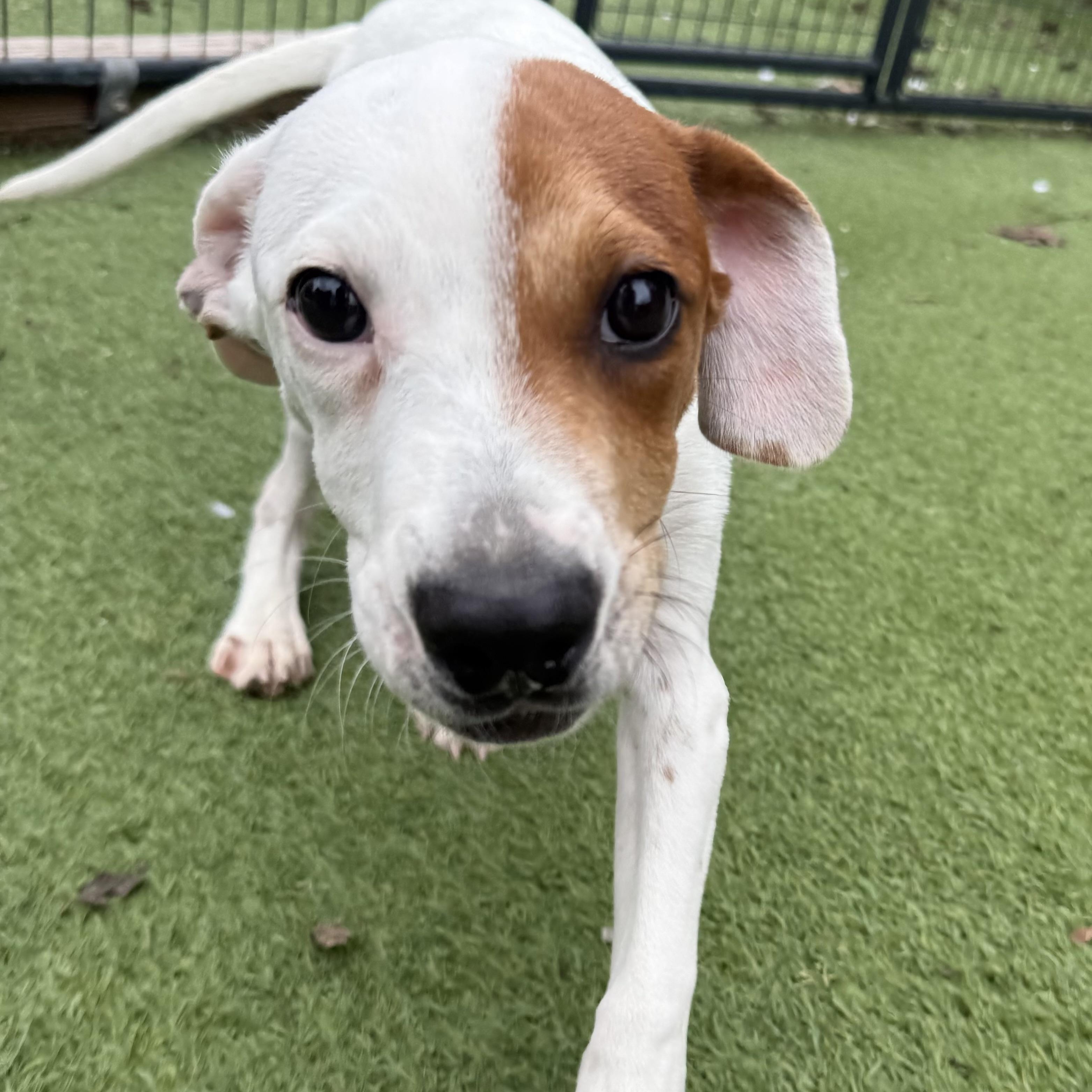 Enlarge Joey, a Adoptable mixed breed in Groton, CT image 5/6