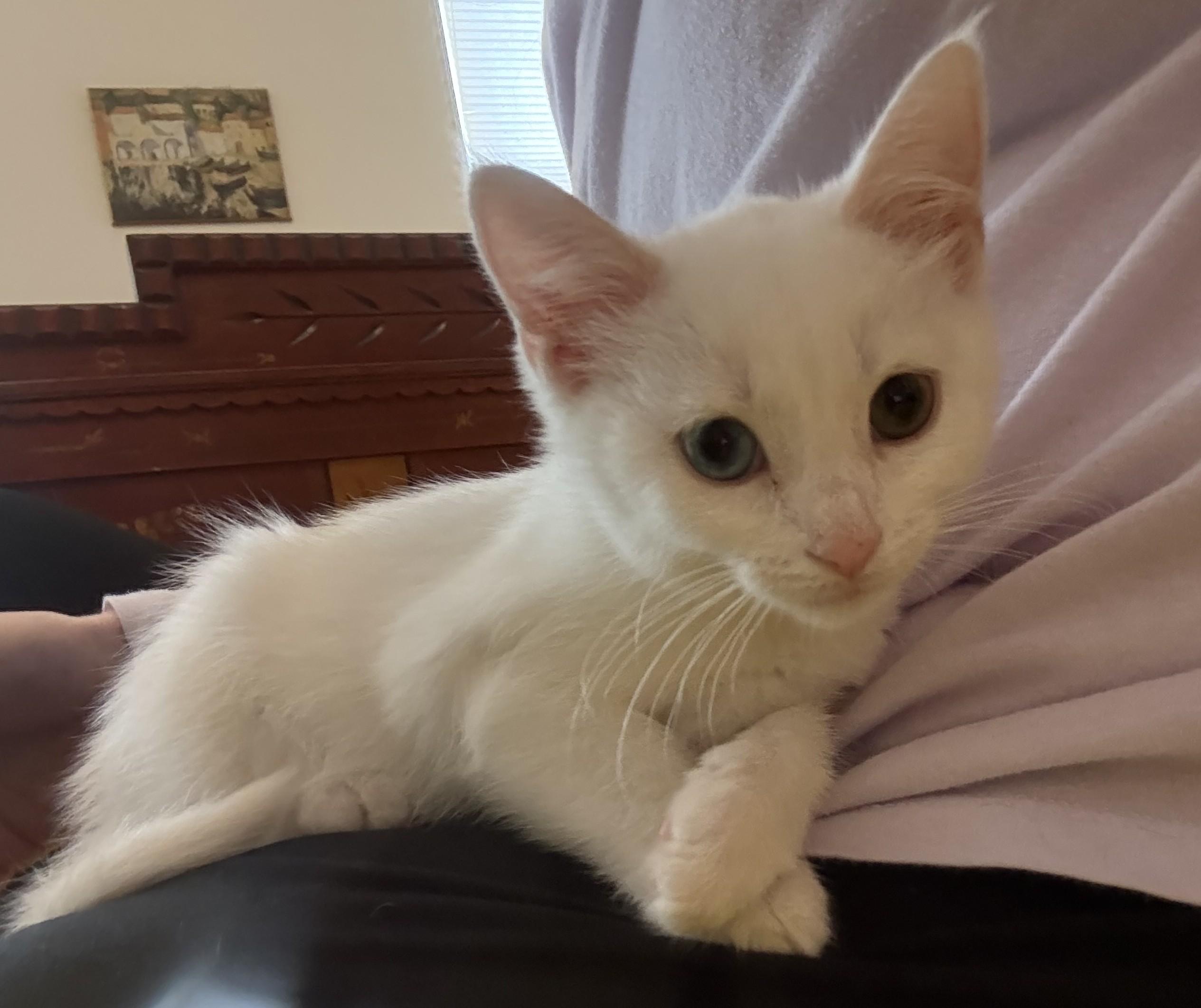 Enlarge Shirley, an adopted Domestic Short Hair in Grove City, OH image 1/1