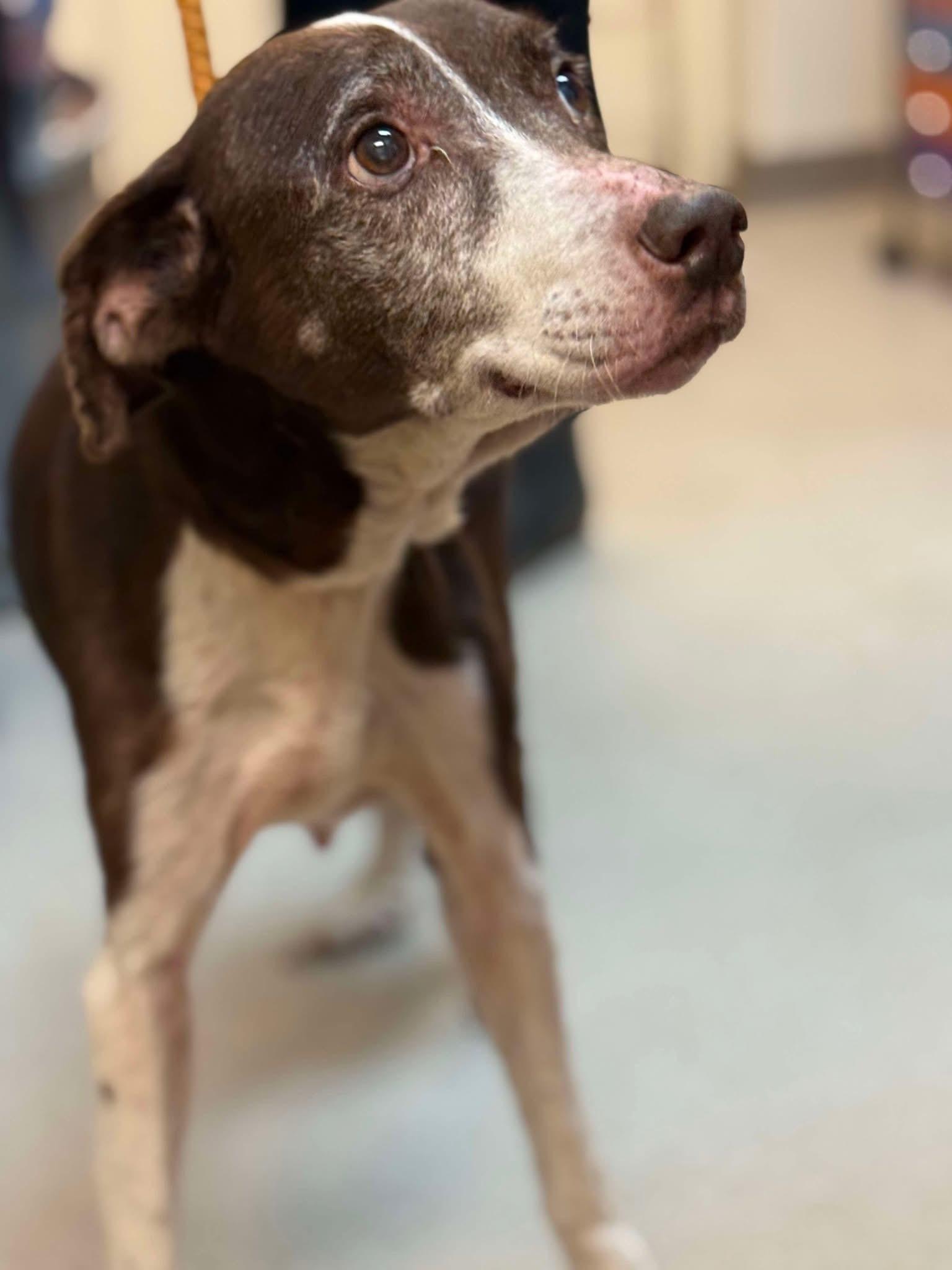 Dog for adoption Misty (Starved & neglected senior looking for a hero