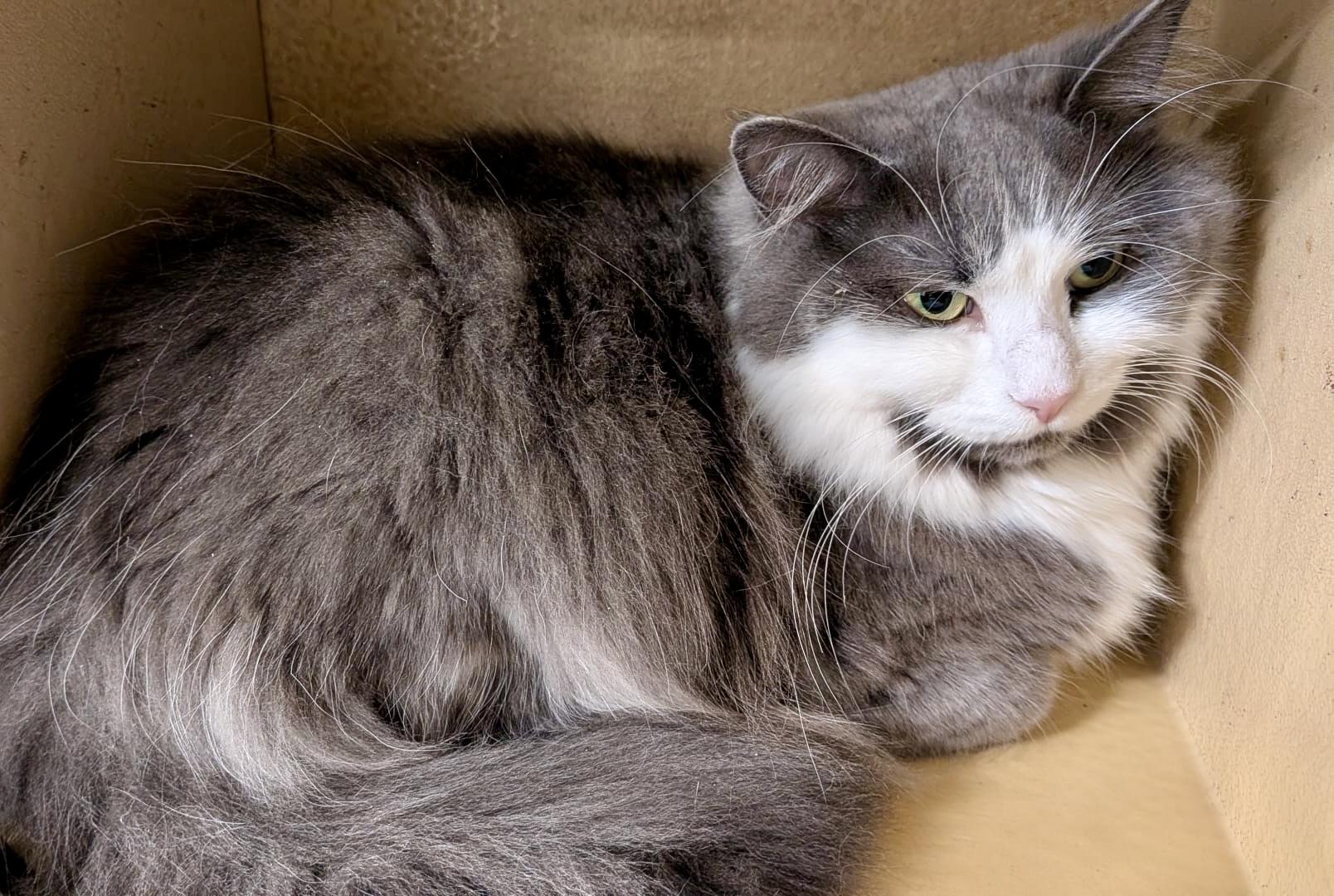 Enlarge Beaux, a ADOPTABLE Domestic Long Hair in Woodbridge, ON image 2/6