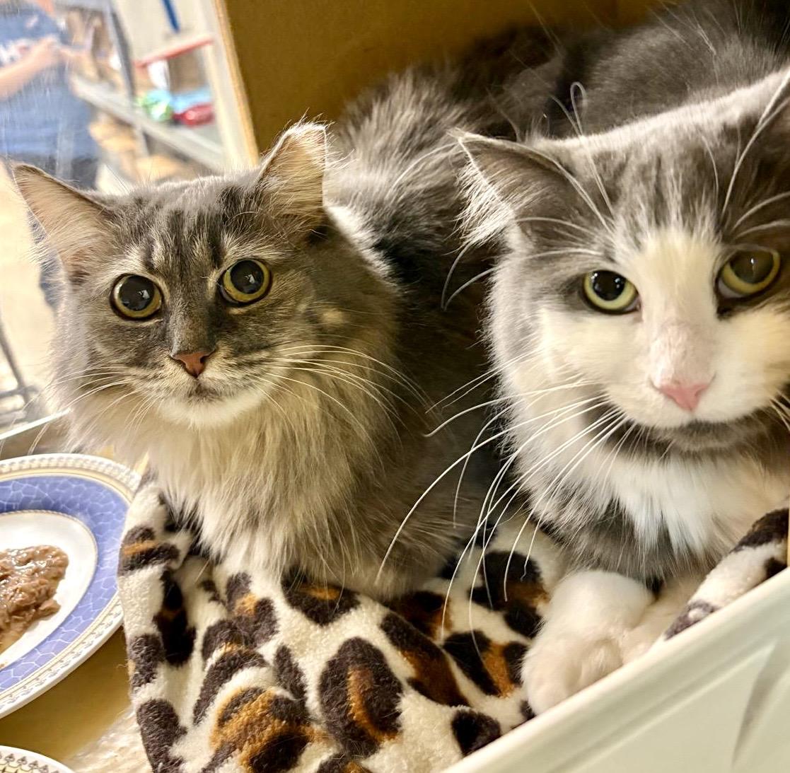Enlarge Beaux, a ADOPTABLE Domestic Long Hair in Woodbridge, ON image 5/6