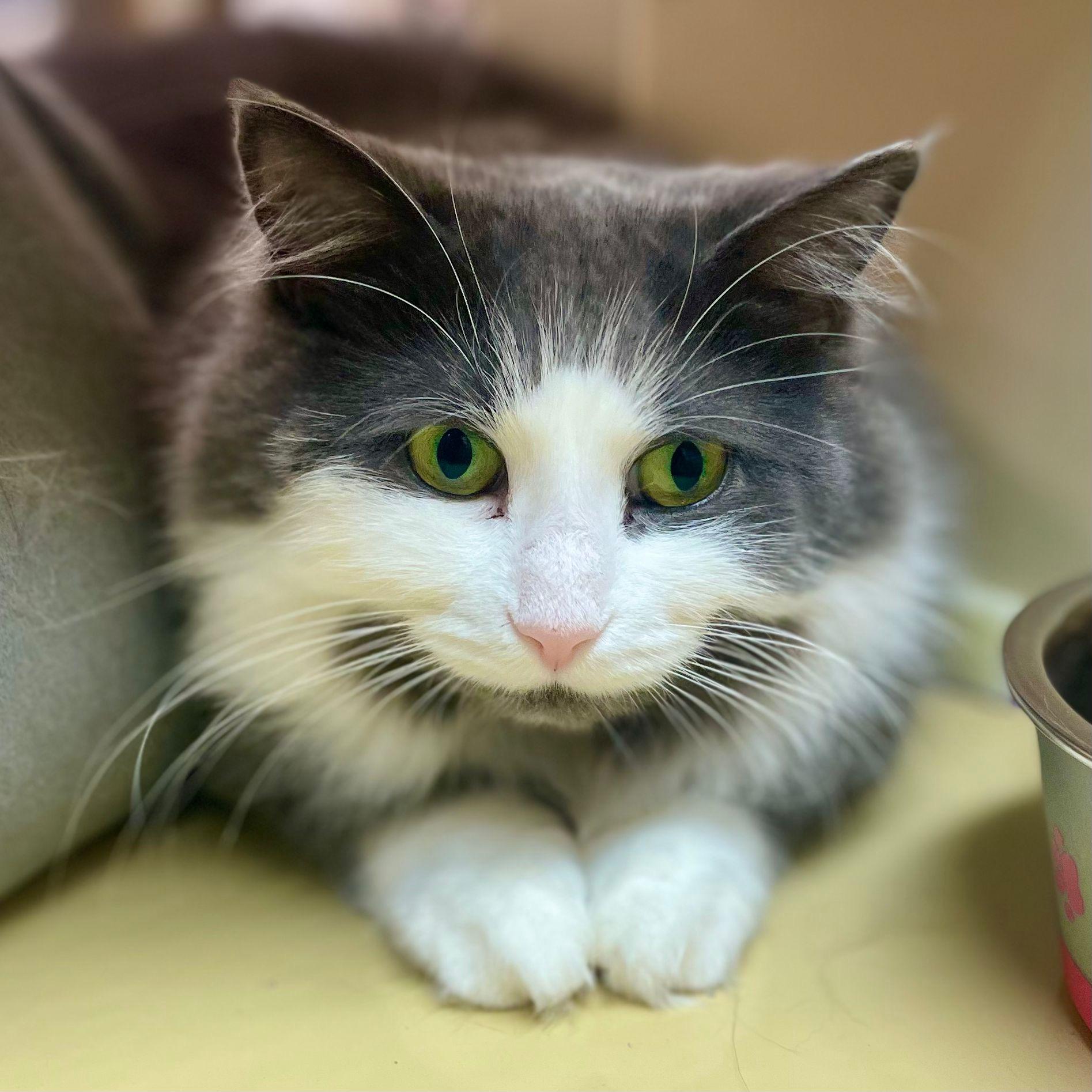 Beaux, a ADOPTABLE Domestic Long Hair in Woodbridge, ON image 3/6