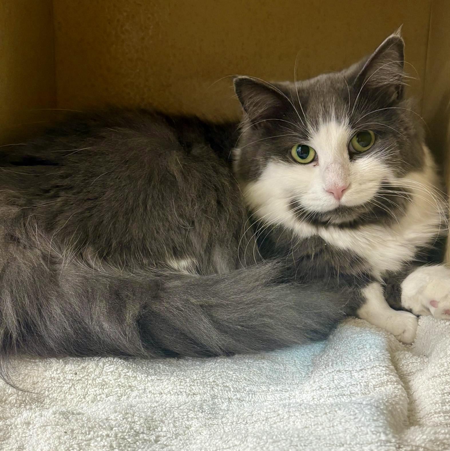 Enlarge Beaux, a ADOPTABLE Domestic Long Hair in Woodbridge, ON image 1/6