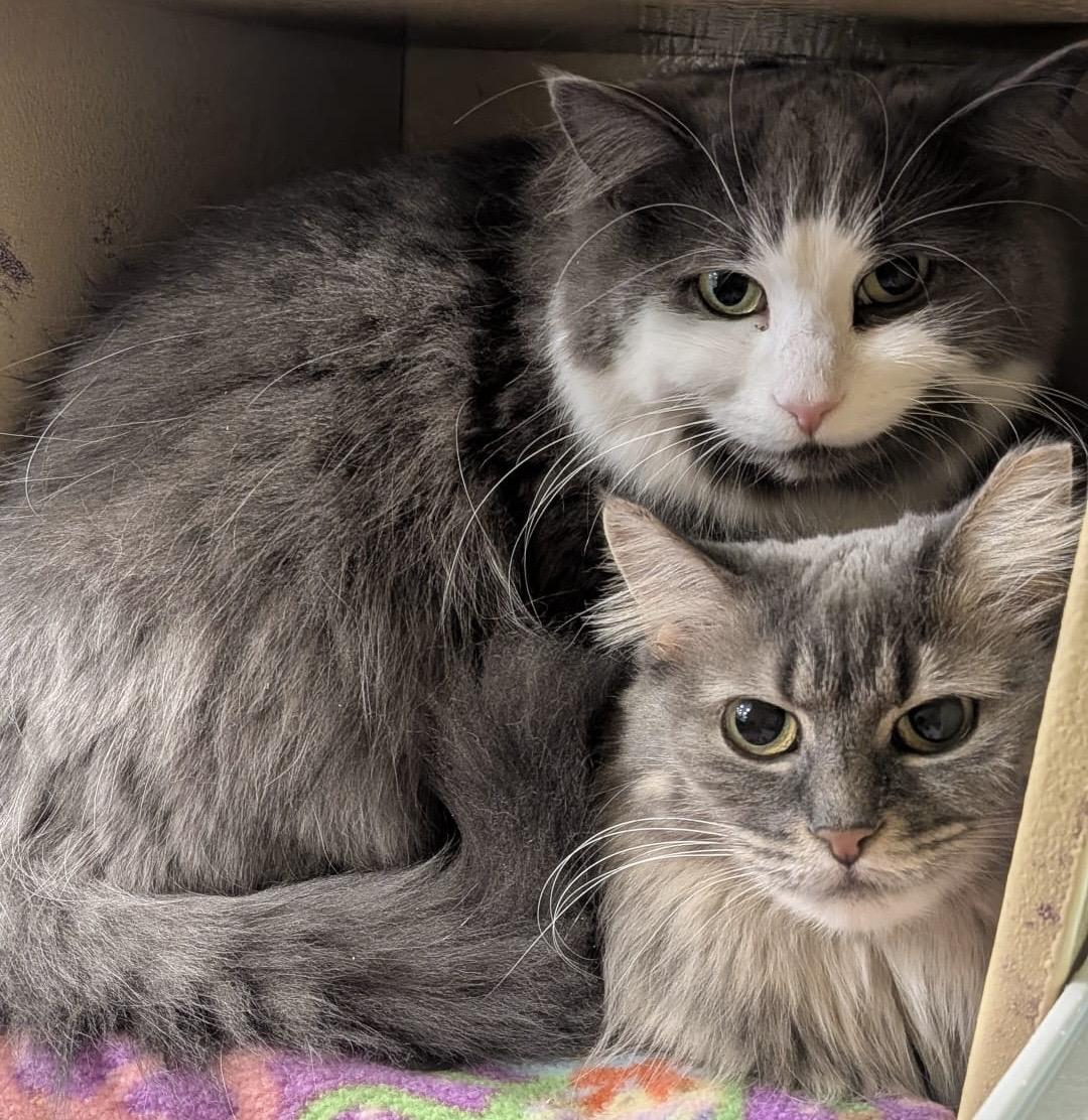 Enlarge Beaux, a ADOPTABLE Domestic Long Hair in Woodbridge, ON image 5/6