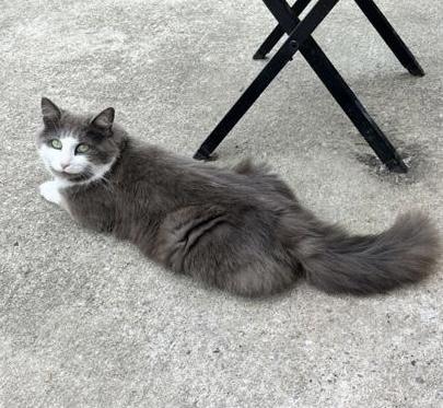 Enlarge Beaux, a ADOPTABLE Domestic Long Hair in Woodbridge, ON image 4/6