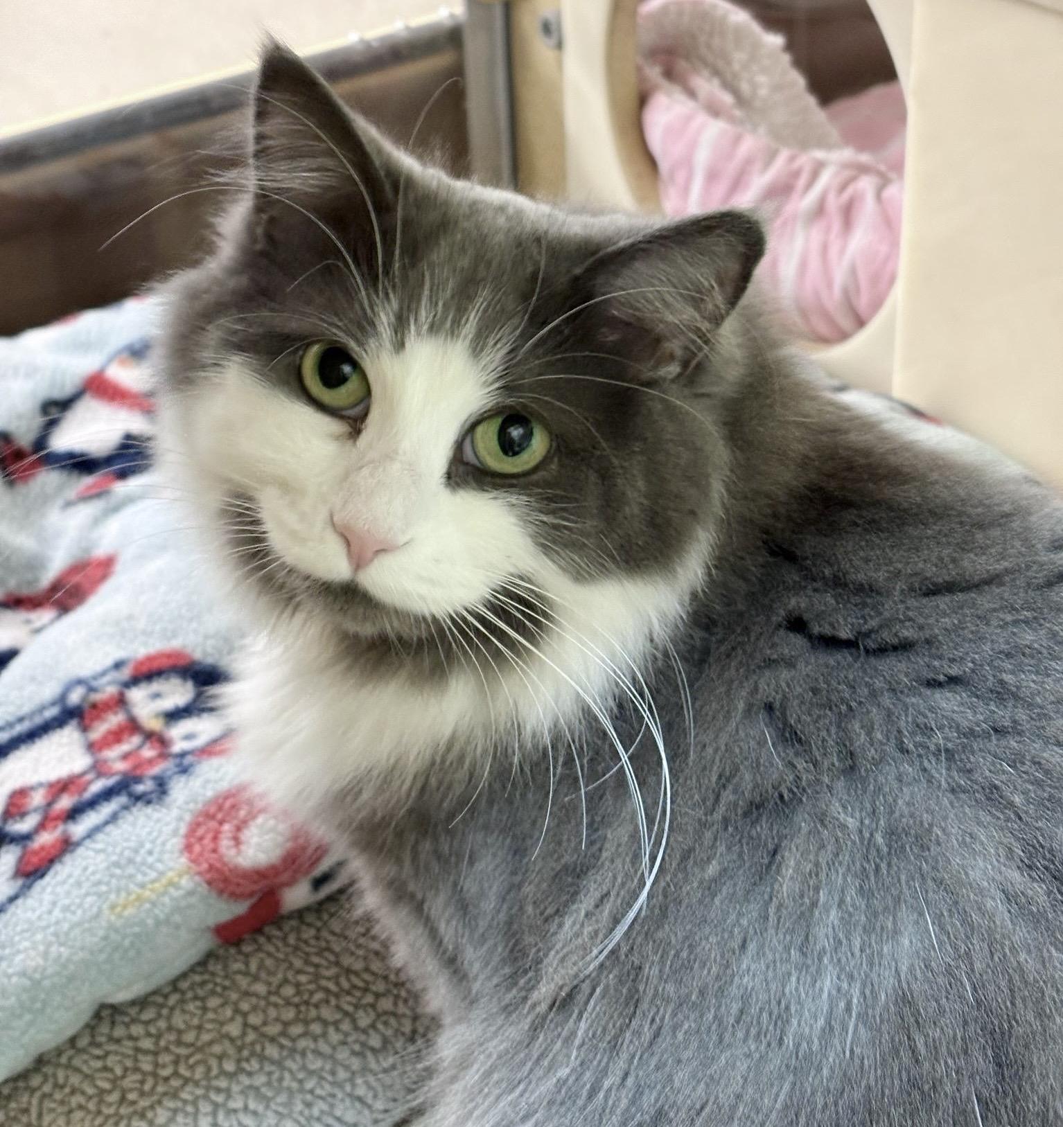 Beaux, ADOPTABLE, Adult Female Domestic Long Hair.