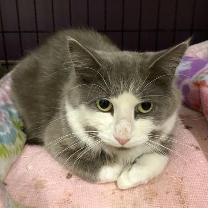 Enlarge Beaux, a ADOPTABLE Domestic Long Hair in Woodbridge, ON image 2/6