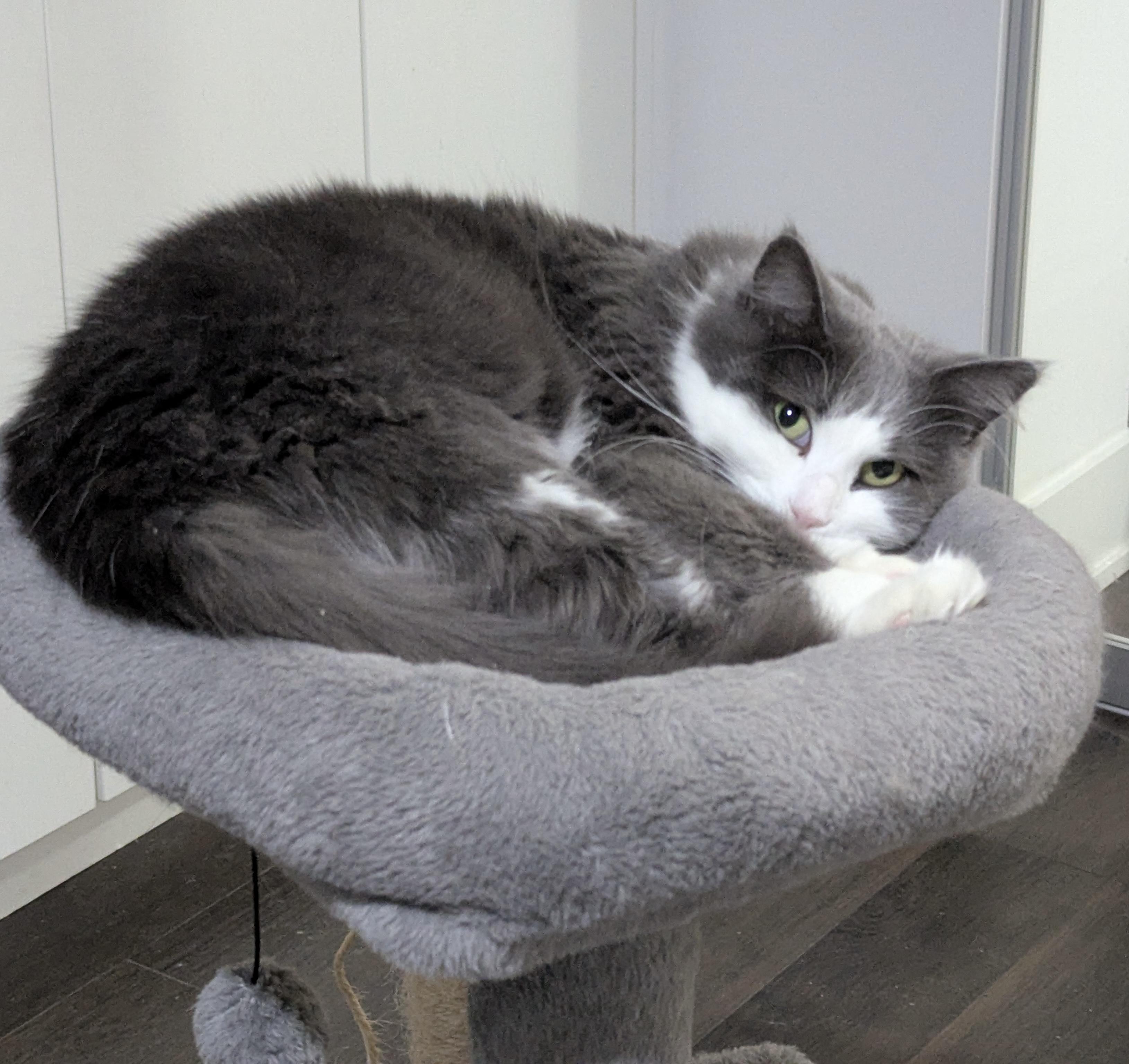 Enlarge Beaux, a ADOPTABLE Domestic Long Hair in Woodbridge, ON image 3/6