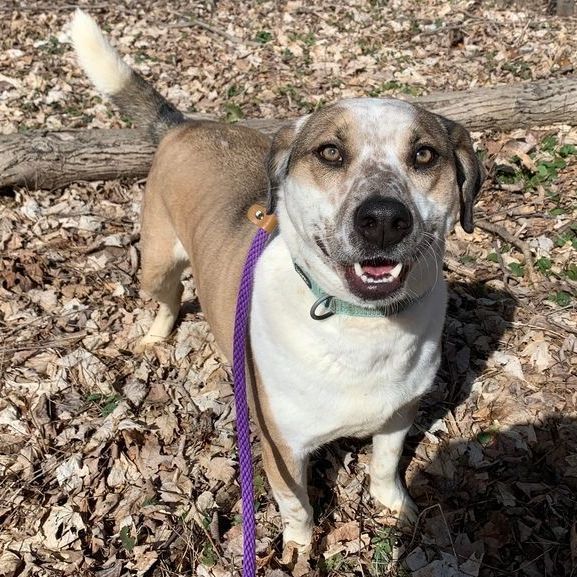 Enlarge Marvelous Moe, a Adoptable mixed breed in Rochester, NY image 15/19