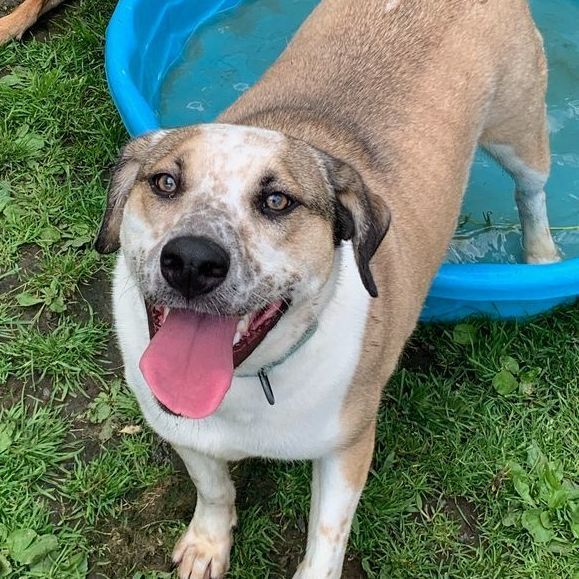 Enlarge Marvelous Moe, a Adoptable mixed breed in Rochester, NY image 16/19