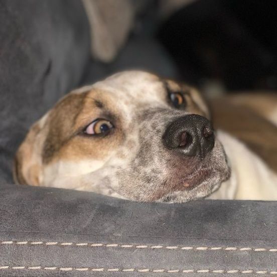 Enlarge Marvelous Moe, a Adoptable mixed breed in Rochester, NY image 17/19