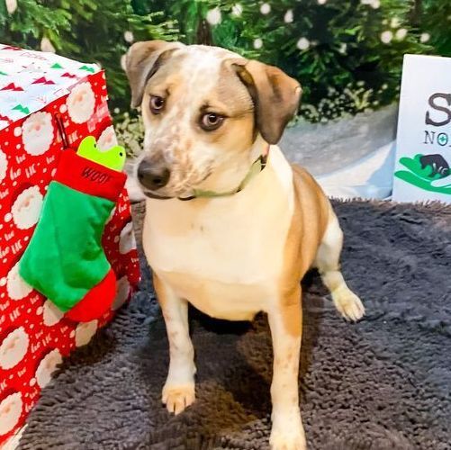 Enlarge Marvelous Moe, a Adoptable mixed breed in Rochester, NY image 18/19