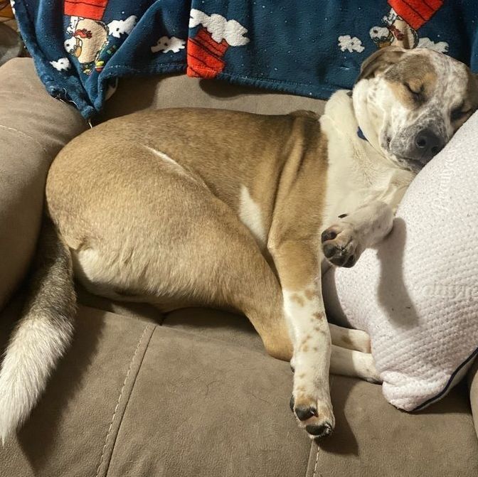 Enlarge Marvelous Moe, a Adoptable mixed breed in Rochester, NY image 19/19