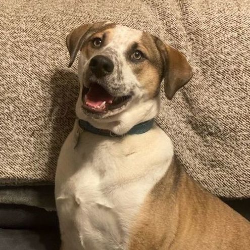 Enlarge Marvelous Moe, a Adoptable mixed breed in Rochester, NY image 1/19