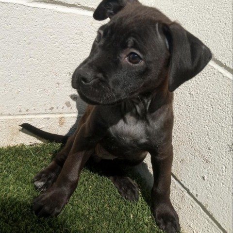 Abi, an adoptable Labrador Retriever in Shorter, AL, 36075 | Photo Image 2