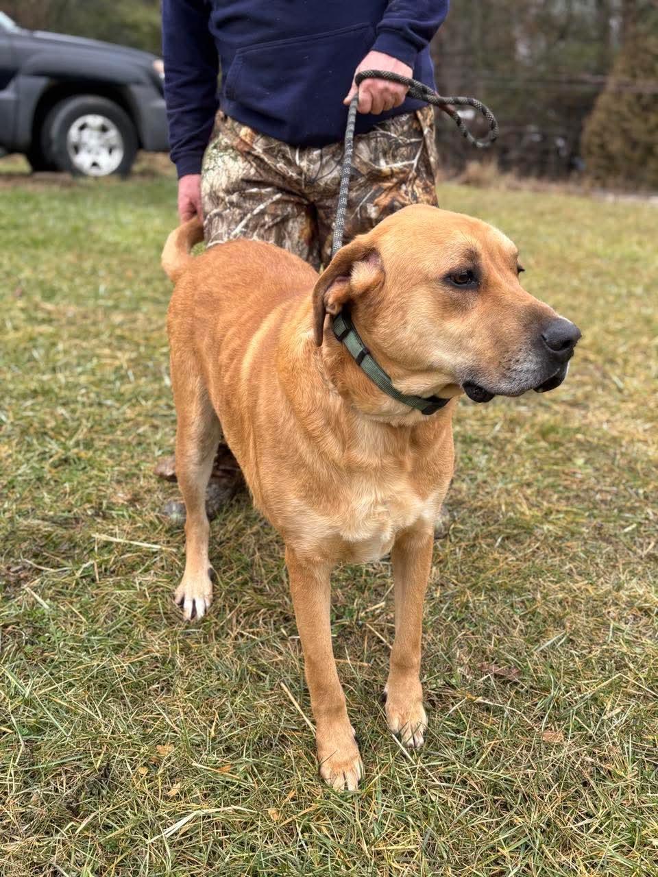 Enlarge Buddy, a Adoptable mixed breed in Paoli, IN image 1/4