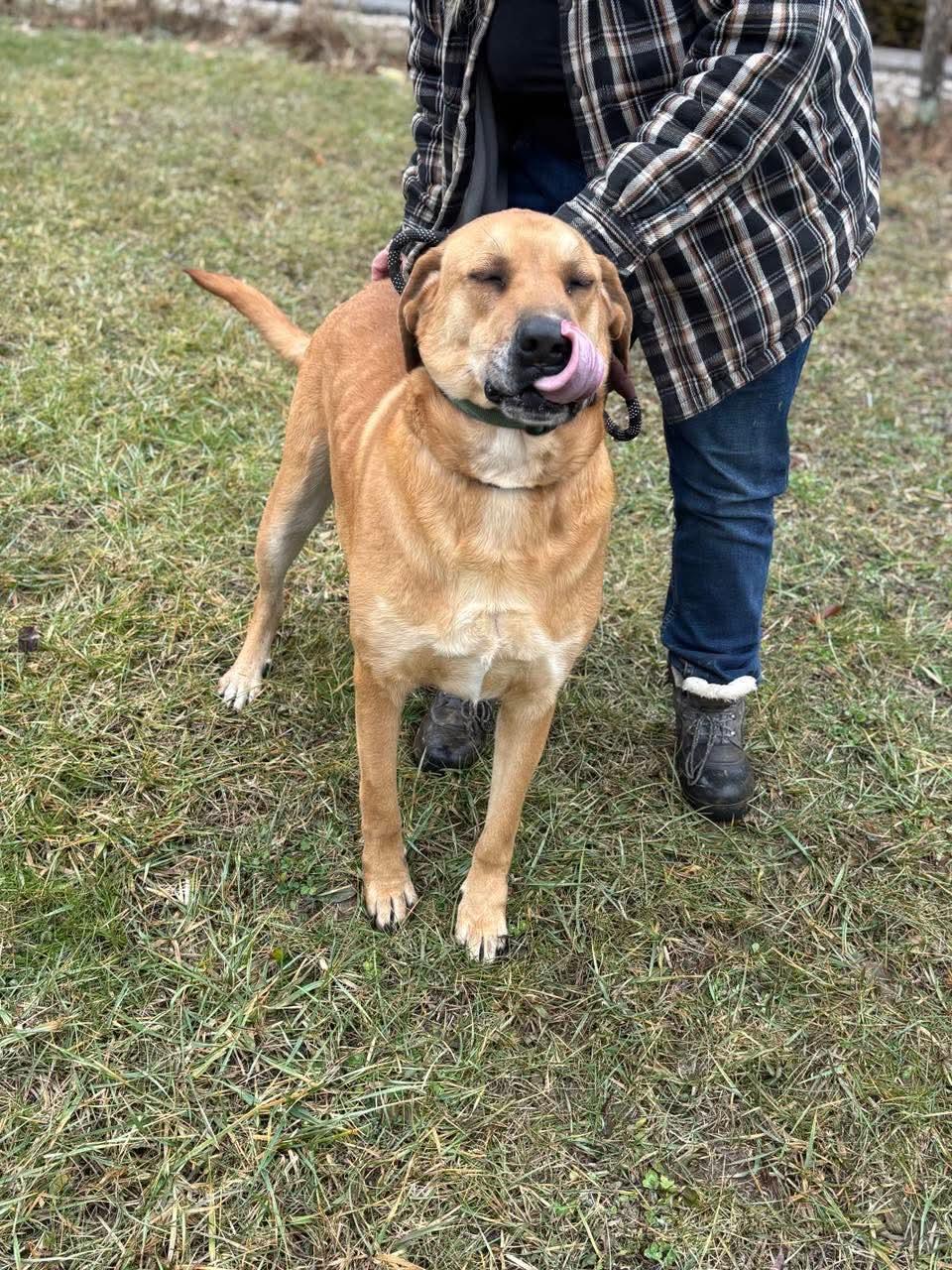 Enlarge Buddy, a Adoptable mixed breed in Paoli, IN image 2/4