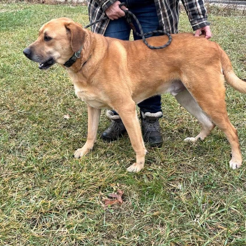 Enlarge Buddy, a Adoptable mixed breed in Paoli, IN image 3/4