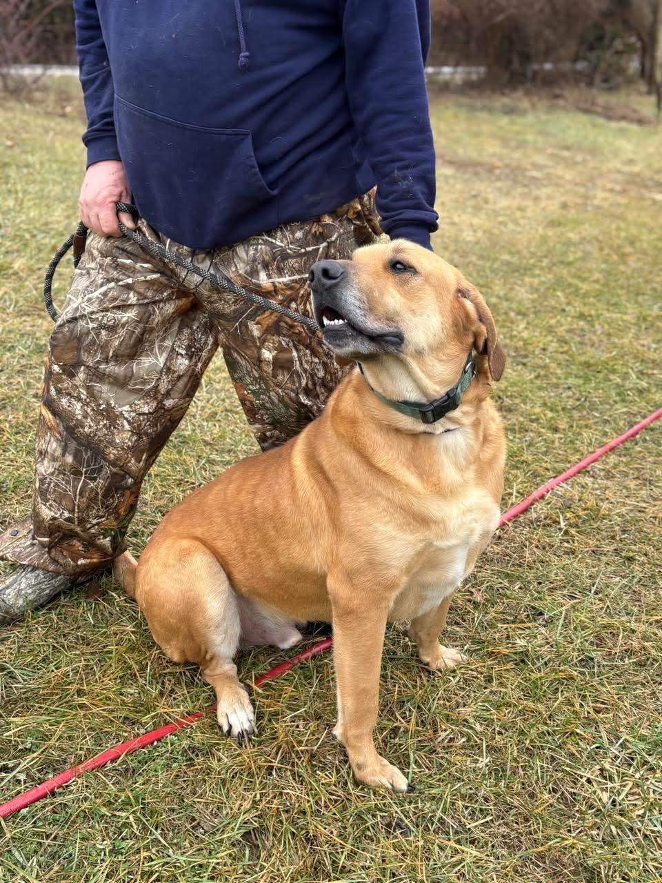 Enlarge Buddy, a Adoptable mixed breed in Paoli, IN image 4/4