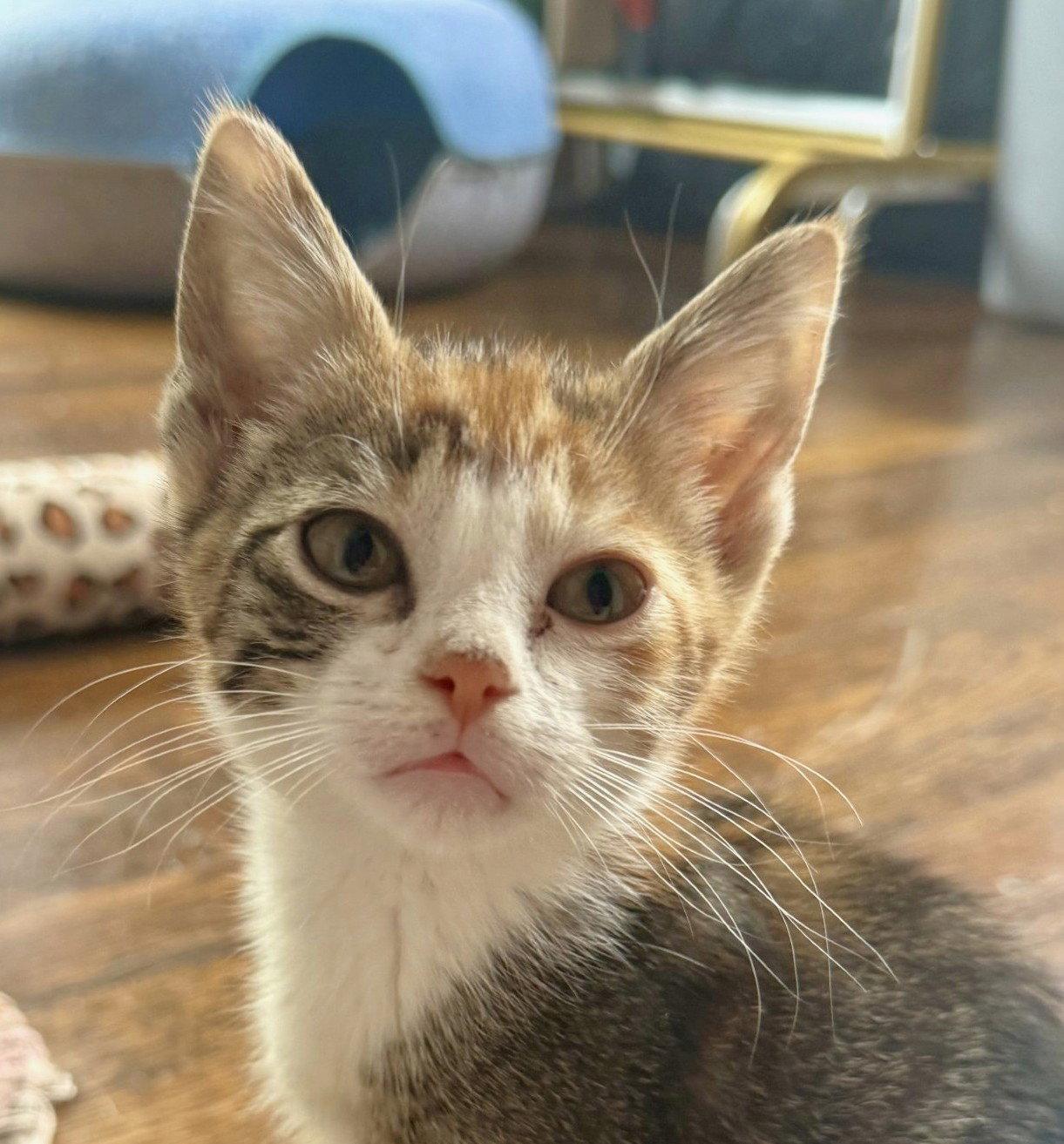 Enlarge Petal, a Adopted Domestic Short Hair in Shawnee, KS image 1/3