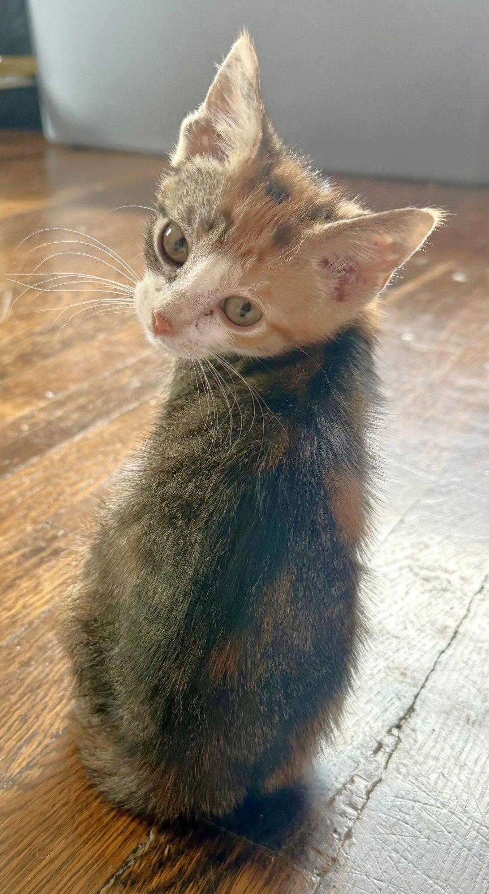 Enlarge Petal, a Adopted Domestic Short Hair in Shawnee, KS image 2/3
