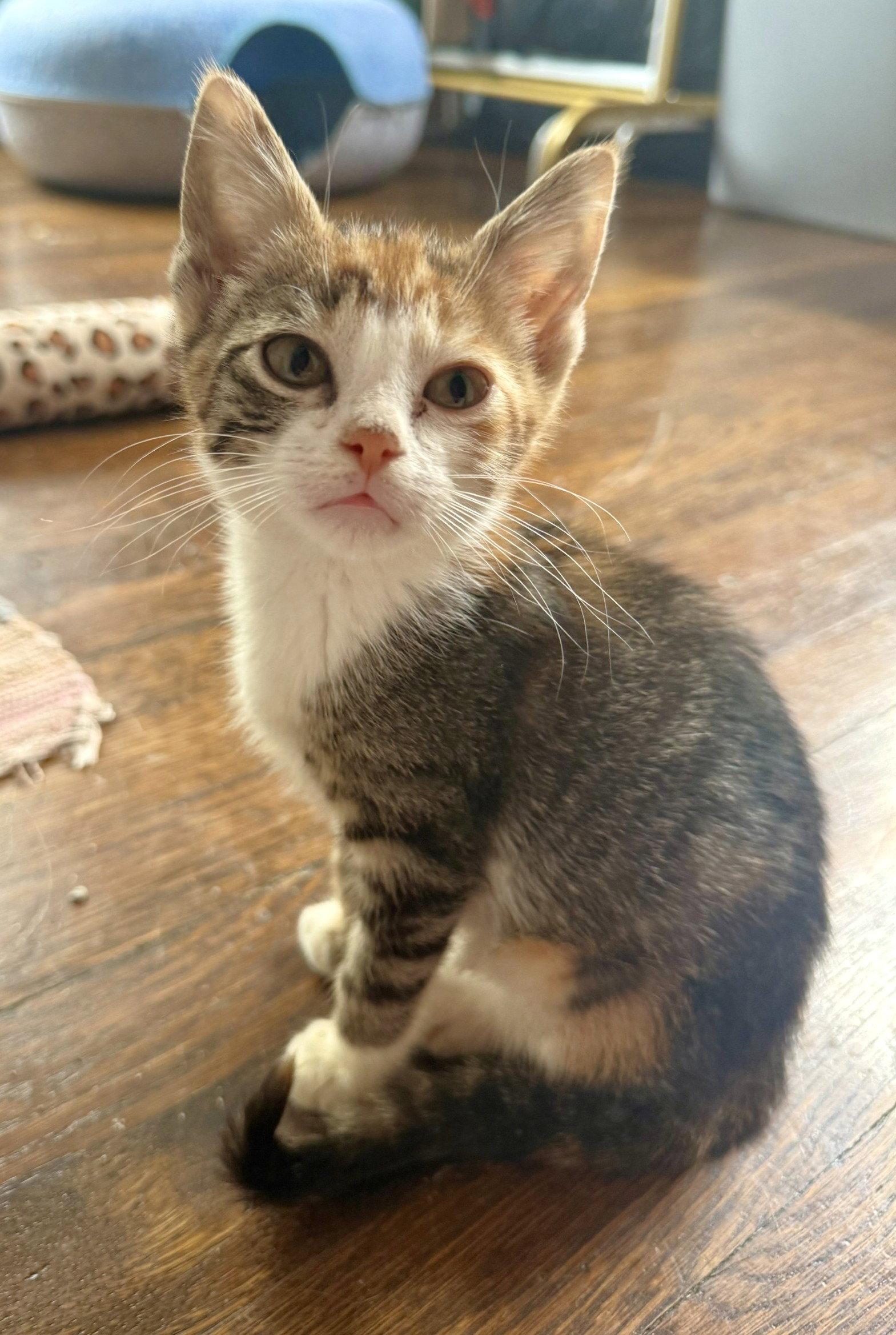 Enlarge Petal, a Adopted Domestic Short Hair in Shawnee, KS image 3/3