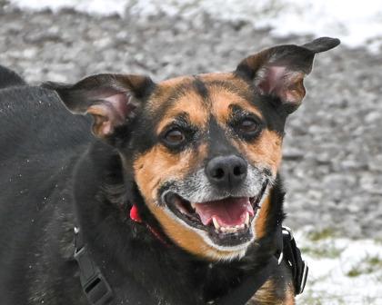 Enlarge Bandit, a Adoptable mixed breed in West Seneca, NY image 1/3