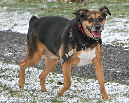Enlarge Bandit, a Adoptable mixed breed in West Seneca, NY image 2/3
